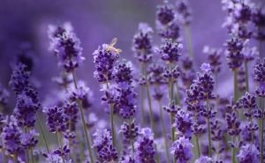 ý nghĩa hoa lavender