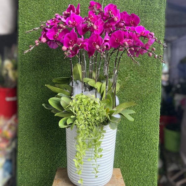 Ý nghĩa hoa lan hồ điệp