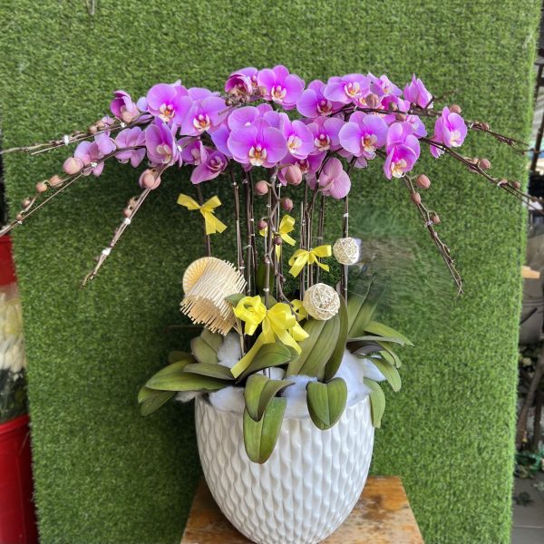 Ý nghĩa hoa lan hồ điệp